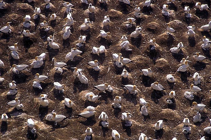 Australian gannets (Morus serrator) nesting at Muriwai beach, the Waitakere Ranges, West Auckland 1998