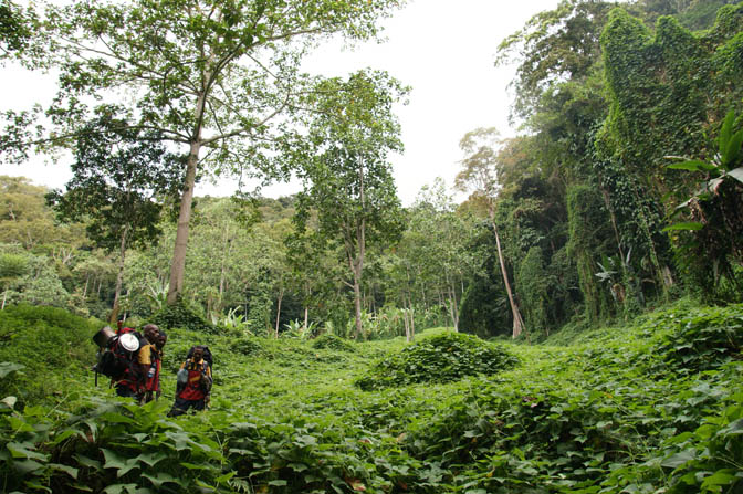 The boys (the local trekking team) in a green field of Choko leaves, The Kokoda Trek 2009