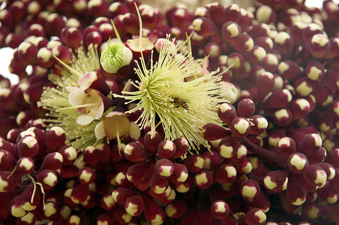 A bee collecting nectar from flowers which grow on a tree trunk, The Kokoda Trek 2009