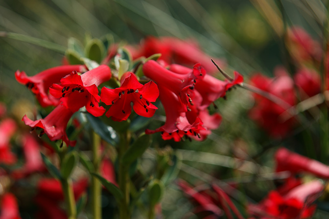 Red Rhododendron flowers by the lake at the base camp, Mount Wilhelm Climb 2009