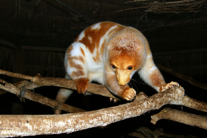 A Kaskas (Tree-kangaroo) in a cage, Tufi Dive Resort 2009