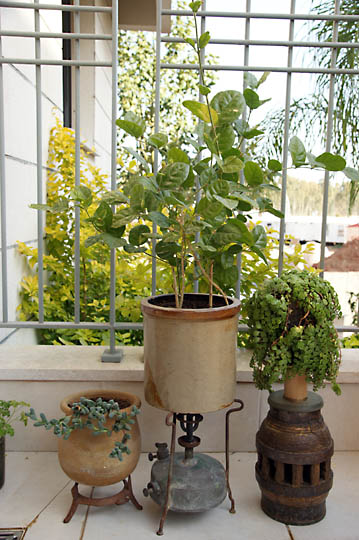 Well groomed flowerpots on the balcony, 2009